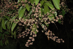 Schefflera venulosa var. venulosa